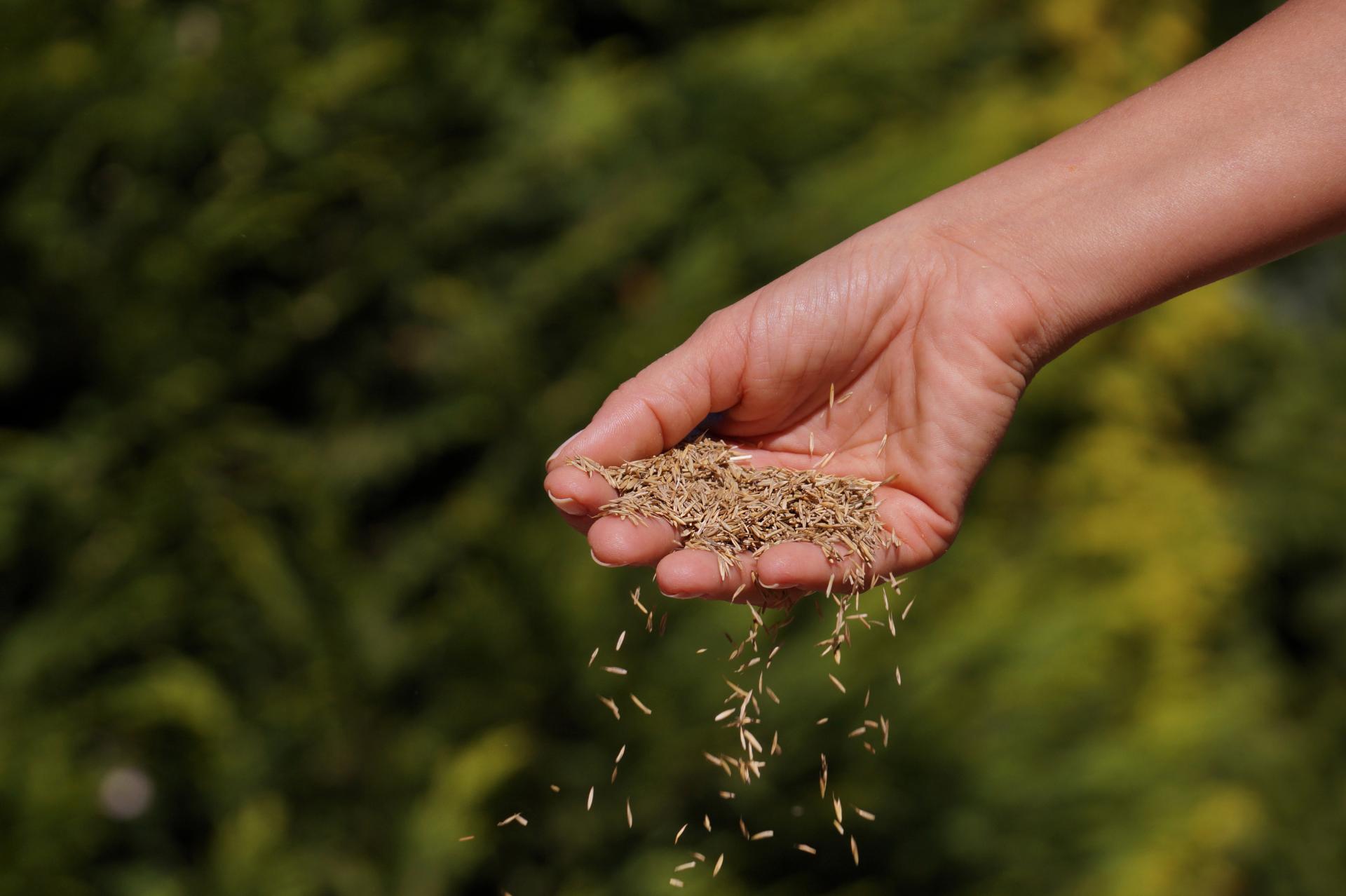 "Can't I Just Plant Grass Seed Now?" — Why May Is the Wrong Time (And When to Do It Right)