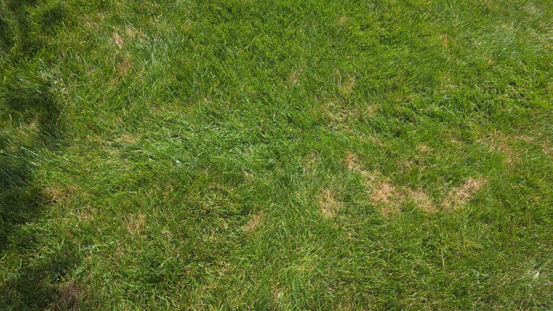 A green tall fescue lawn peppered with many small straw-colored spots scattered throughout