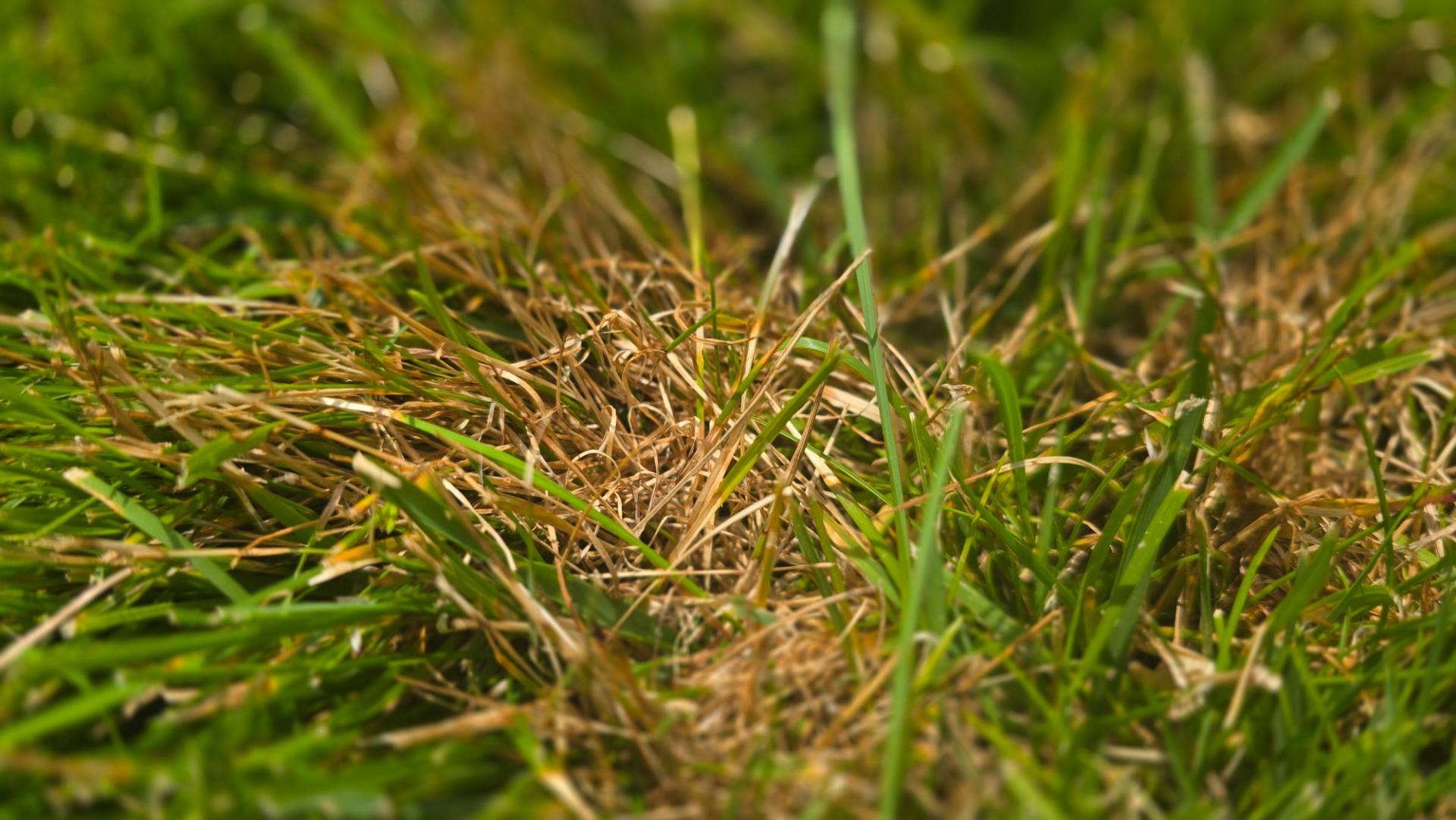 Close-up of a single dollar spot patch showing bleached straw-tan grass with green healthy blades still standing among it