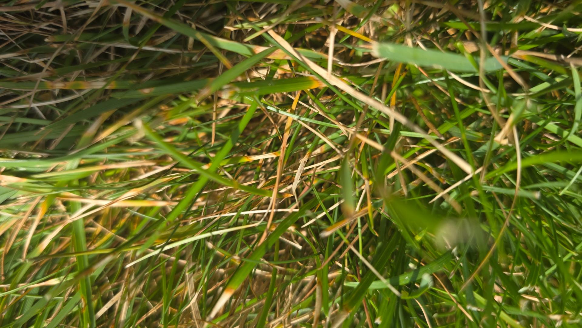 Close-up of grass blades showing tan bleached lesions banding across the leaves