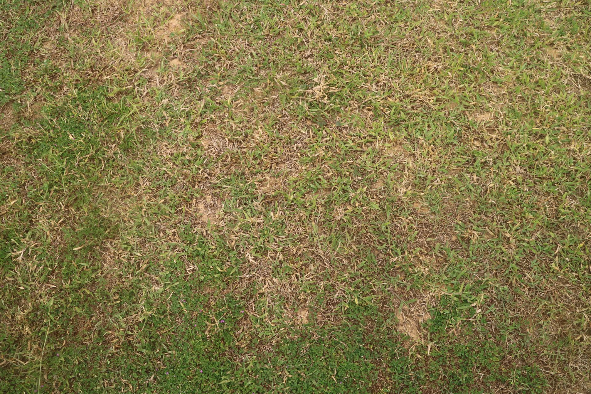 How to Overseed a Thin Lawn: The 4-Week Fall Timeline