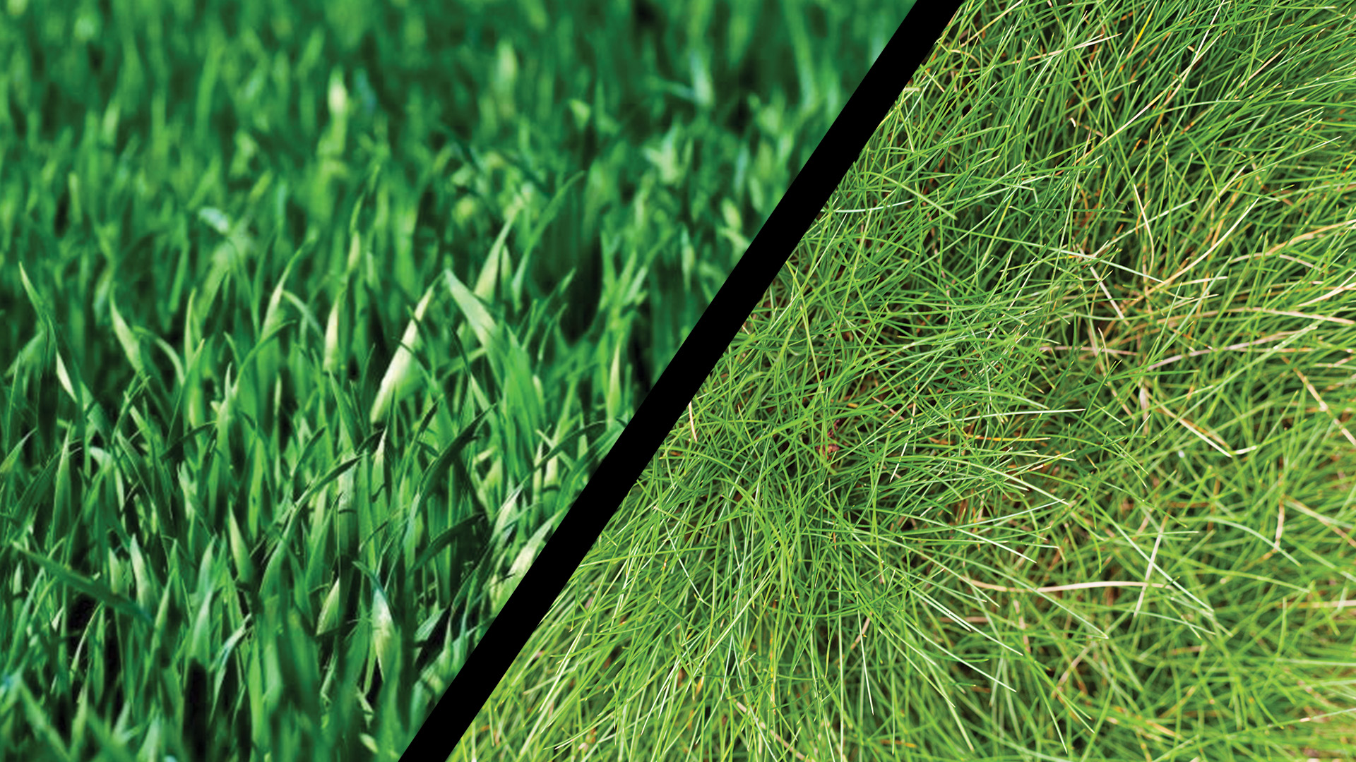 Cool-Season vs. Warm-Season Grass: Which Do You Have?
