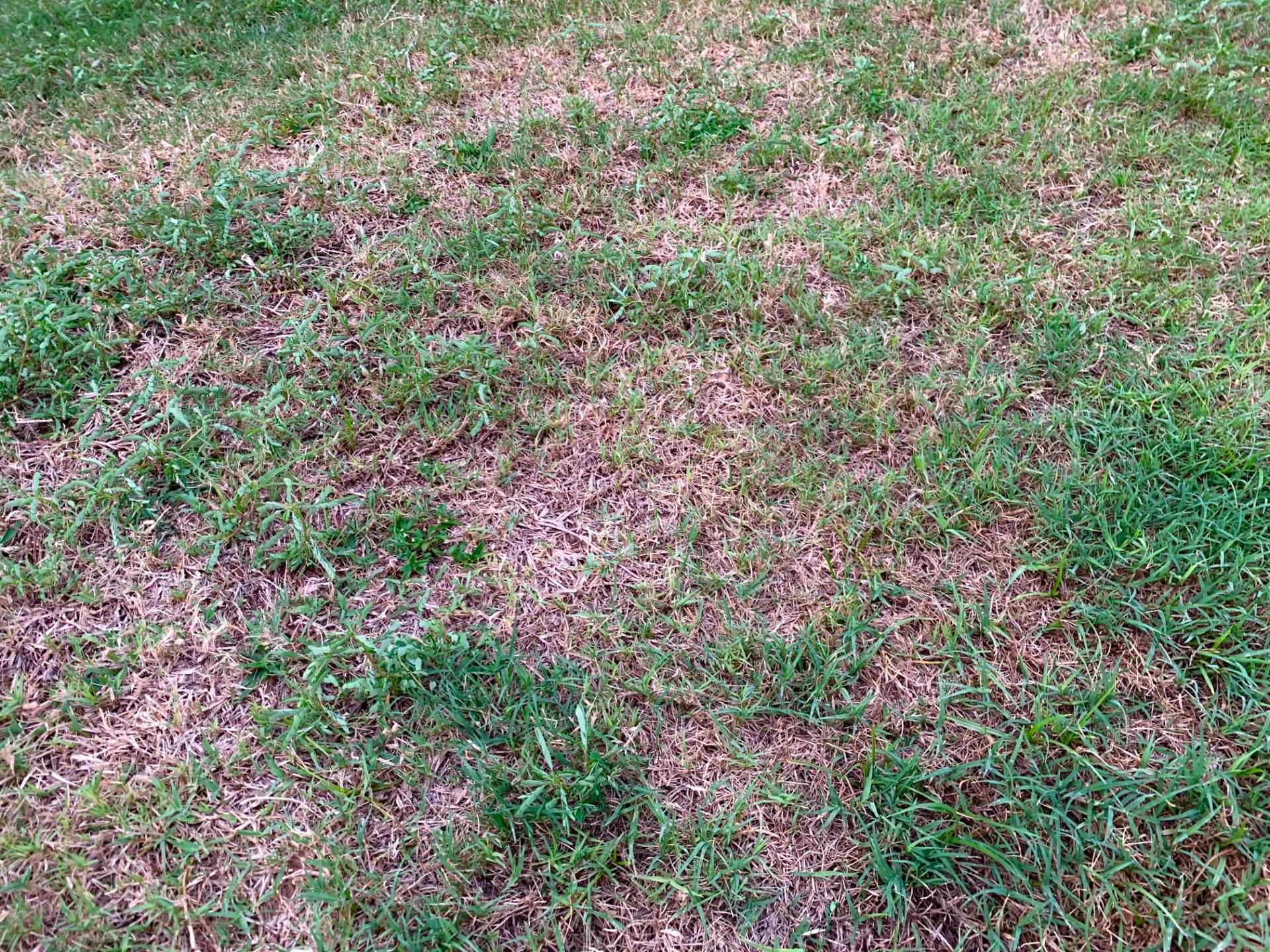 What Is Lawn Fungus and How Do You Fix It?