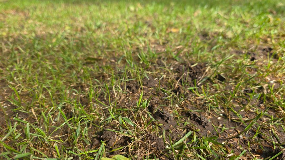 Seed Day: The Exact Fall Overseeding Checklist I Use on My Own Lawn