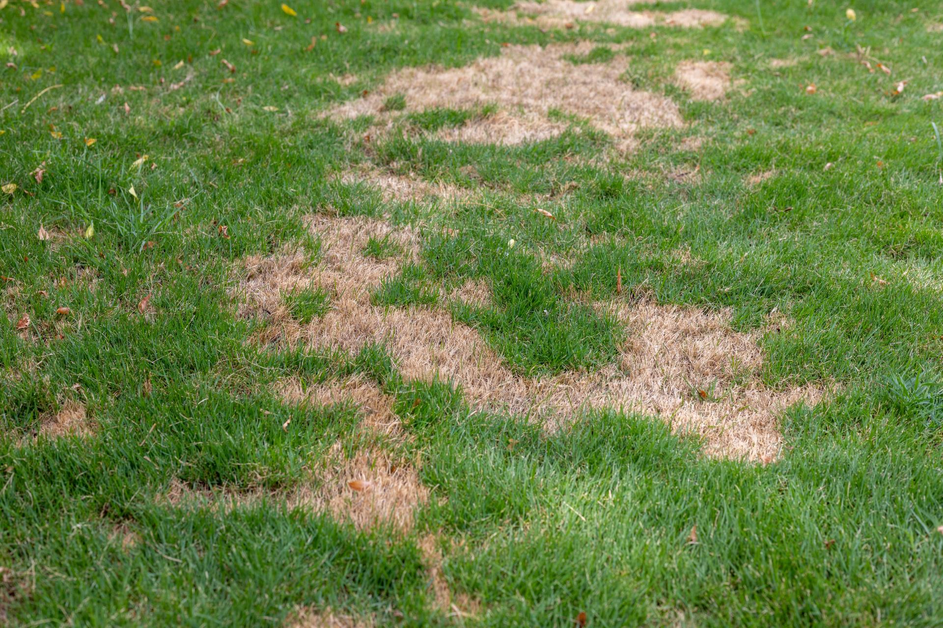 Why Your Lawn Has Brown Patches (And How to Figure Out Which Problem You Have)